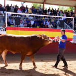 La Subasta Nacional de Vacuno de Salamanca contará con 59 ejemplares y será retransmitida online en tiempo real
