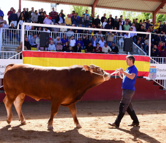 La Subasta Nacional de Vacuno de Salamanca contará con 59 ejemplares y será retransmitida online en tiempo real