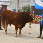 La subasta de vacuno ‘online’ de Salamanca adjudicó 37 de los 48 ejemplares presentados Platero