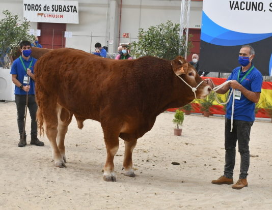 La subasta de vacuno ‘online’ de Salamanca adjudicó 37 de los 48 ejemplares presentados Platero