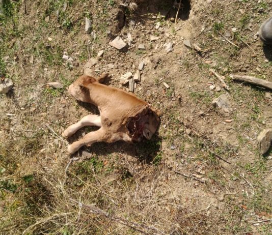 Devorado un ternero en Hinojosa de Duero y certificado como lobo por la Junta Ternero limusín, devorado por losbos, según la Junta de Castilla y León.