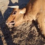 Vaca muerta por buitre. Bercimuelle.