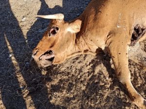 Vaca muerta por buitre. Bercimuelle.