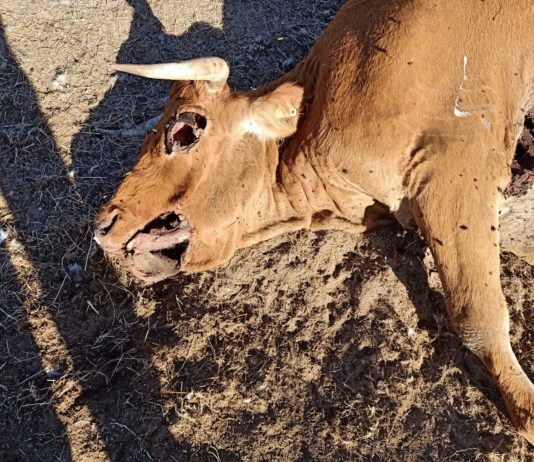 Los buitres matan a una vaca limusina en Bercimuelle, comarca de Guijuelo Vaca muerta por buitre. Bercimuelle.