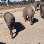 Ataque de lobo al porcino ibérico en Alaraz, Salamanca