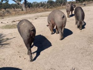 Ataque de lobo al porcino ibérico en Alaraz, Salamanca