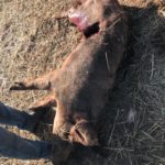 Ataque de lobo al porcino ibérico en Alaraz, Salamanca