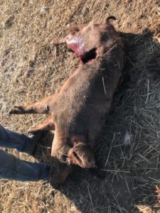 Ataque de lobo al porcino ibérico en Alaraz, Salamanca