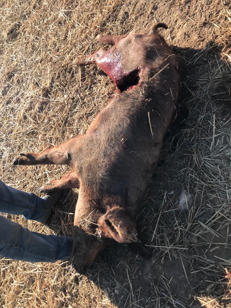 Ataque 18 octubre de 2020