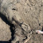 Ataque de lobo al porcino ibérico en Alaraz, Salamanca