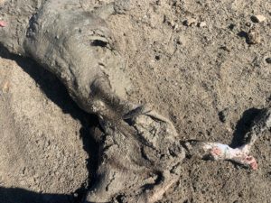 Ataque de lobo al porcino ibérico en Alaraz, Salamanca