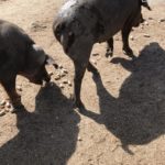 Ataque de lobo al porcino ibérico en Alaraz, Salamanca