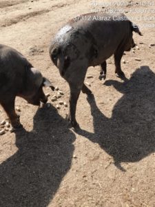 Ataque de lobo al porcino ibérico en Alaraz, Salamanca