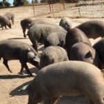 Ataque de lobo al porcino ibérico en Alaraz, Salamanca