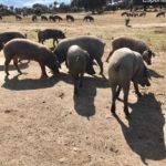 Ataque de lobo al porcino ibérico en Alaraz, Salamanca