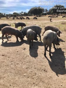Ataque de lobo al porcino ibérico en Alaraz, Salamanca