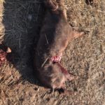 Ataque de lobo al porcino ibérico en Alaraz, Salamanca