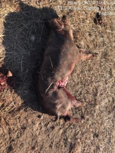 Ataque de lobo al porcino ibérico en Alaraz, Salamanca