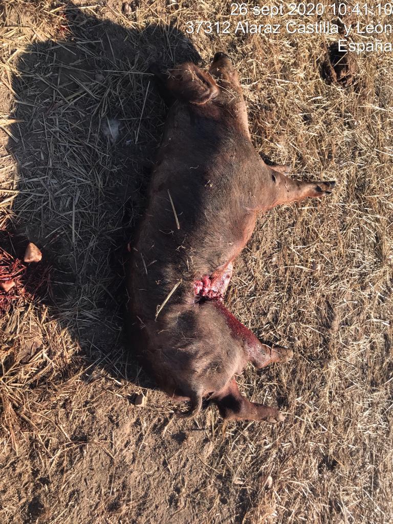 Ataque 18 octubre de 2020