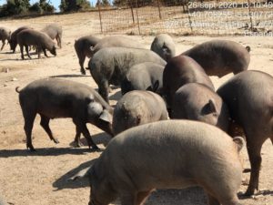 Ataque de lobo al porcino ibérico en Alaraz, Salamanca