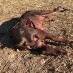 Ataque de lobo al porcino ibérico en Alaraz, Salamanca