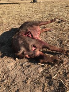 Ataque de lobo al porcino ibérico en Alaraz, Salamanca