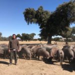 Ataque de lobo al porcino ibérico en Alaraz, Salamanca