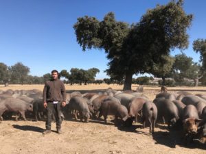 Ataque de lobo al porcino ibérico en Alaraz, Salamanca