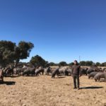 Ataque de lobo al porcino ibérico en Alaraz, Salamanca