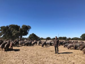 Ataque de lobo al porcino ibérico en Alaraz, Salamanca