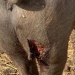 Ataque 18 octubre de 2020