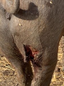 Ataque 18 octubre de 2020