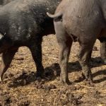 Ataque 18 octubre de 2020