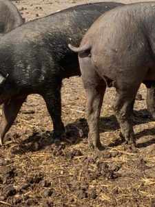 Ataque 18 octubre de 2020