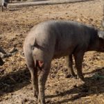 Heridos 3 ejemplares por lobo