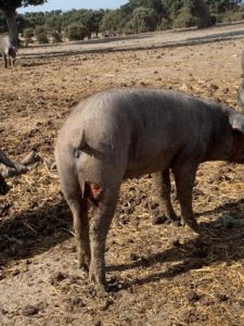 Ataque 18 octubre de 2020