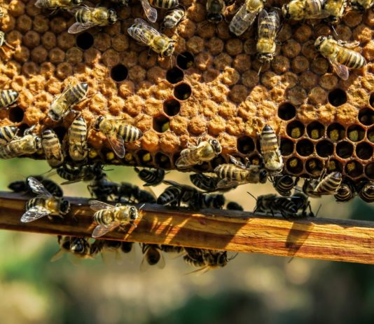 Convocadas las subvenciones a proyectos de investigación apícola