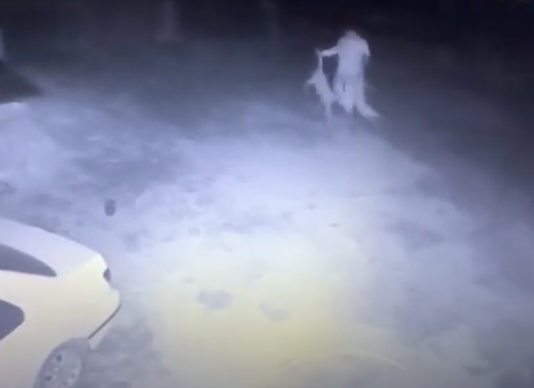 Consternación en Pelabravo por el robo de 10 corderos