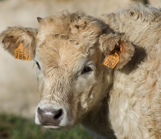 Lonja Agropecuaria de Salamanca del 5 de octubre de 2020