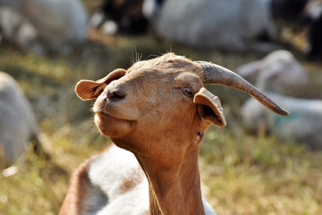 goat-4362047_1920