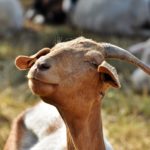 Fijado el importe unitario provisional de la ayuda asociada a las explotaciones de ovino, caprino, vacuno de leche y vaca nodriza