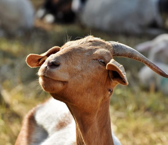 Fijado el importe unitario provisional de la ayuda asociada a las explotaciones de ovino, caprino, vacuno de leche y vaca nodriza