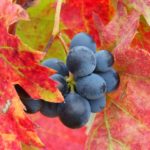 287 millones de kilos de uva recolectados en la Región