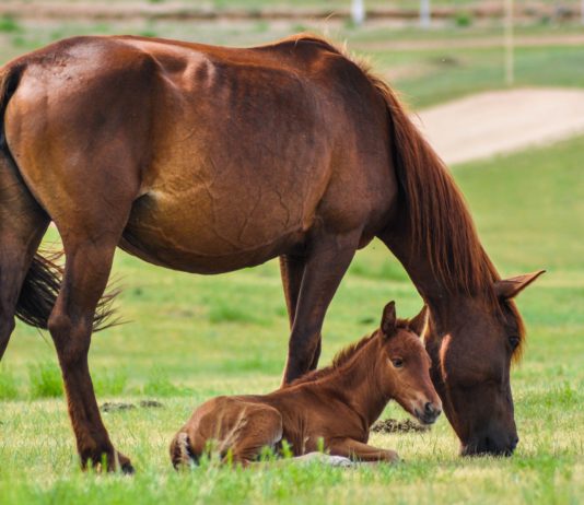 El MAPA y la sociedad EXPASA firman un convenio para el fomento del sector equino
