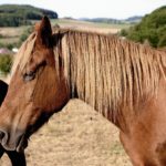 El Gobierno autoriza la concesión directa de subvenciones por valor de 576.666 euros en materia de desarrollo rural y fomento del ganado equino