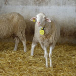 Convocadas las subvenciones para la reposición de hembras de ganado ovino y caprino Oveja, en una explotación salmantina. FOTO: Verónica G. Arroyo