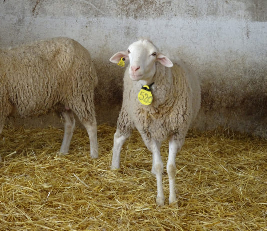Convocadas las subvenciones para la reposición de hembras de ganado ovino y caprino Oveja, en una explotación salmantina. FOTO: Verónica G. Arroyo