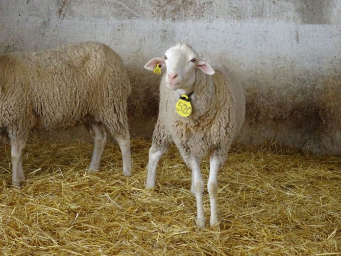 Oveja, en una explotación salmantina. FOTO: Verónica G. Arroyo Oveja, en una explotación salmantina. FOTO: Verónica G. Arroyo