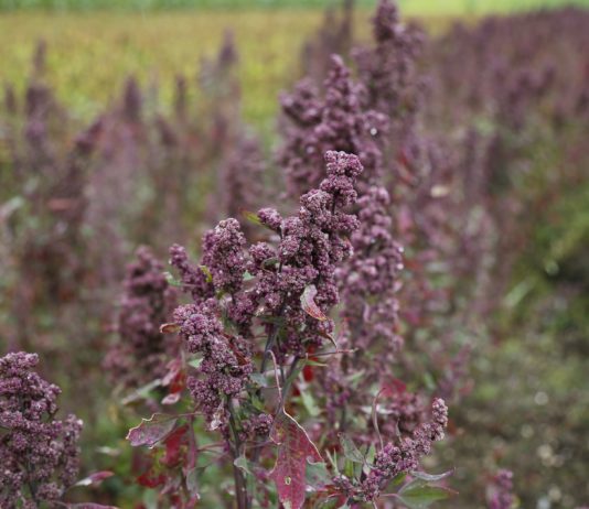 Nuevos cursos en ASAJA Salamanca