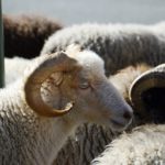 Modificado el presupuesto de las ayudas al ovino y caprino con dificultades de comercialización